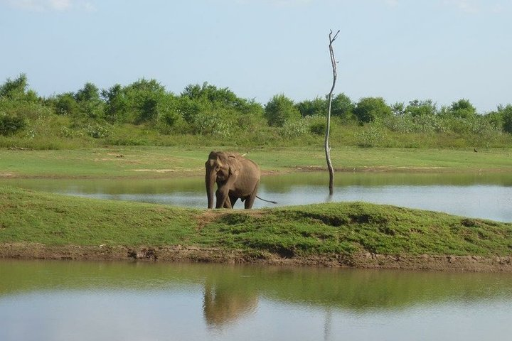lonesome bull elephant at Udawalawe Lake